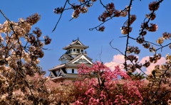 長浜城桜