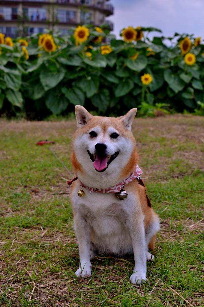 ワンちゃんとひまわり