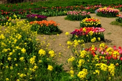 菜の花とチューリップ畑
