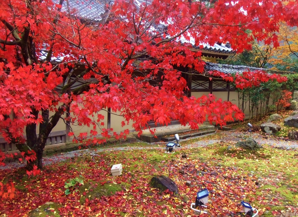 Ａutumn leaves