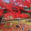 Ａutumn leaves