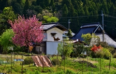 里山の春