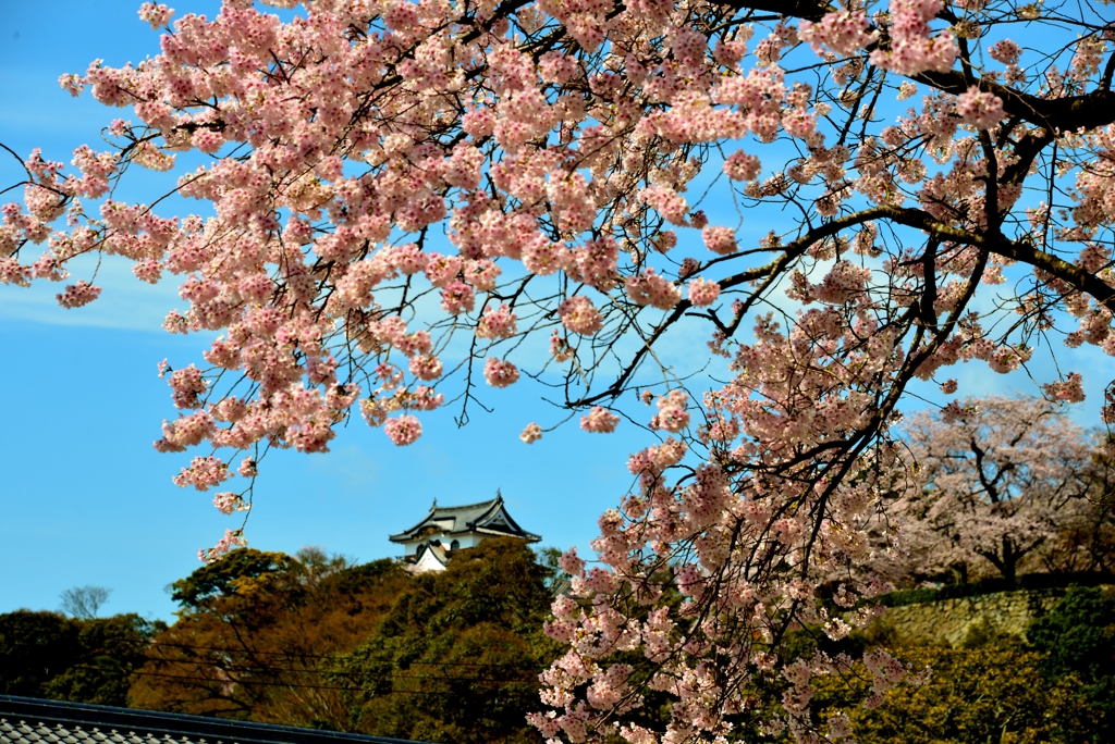 彦根城の桜