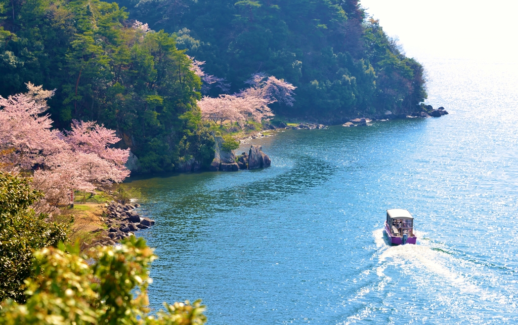 海津大崎の春