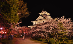 長浜豊公園夜桜