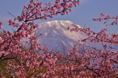 花額の伊吹山