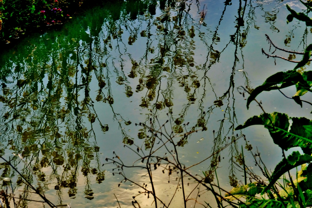菜の花水写