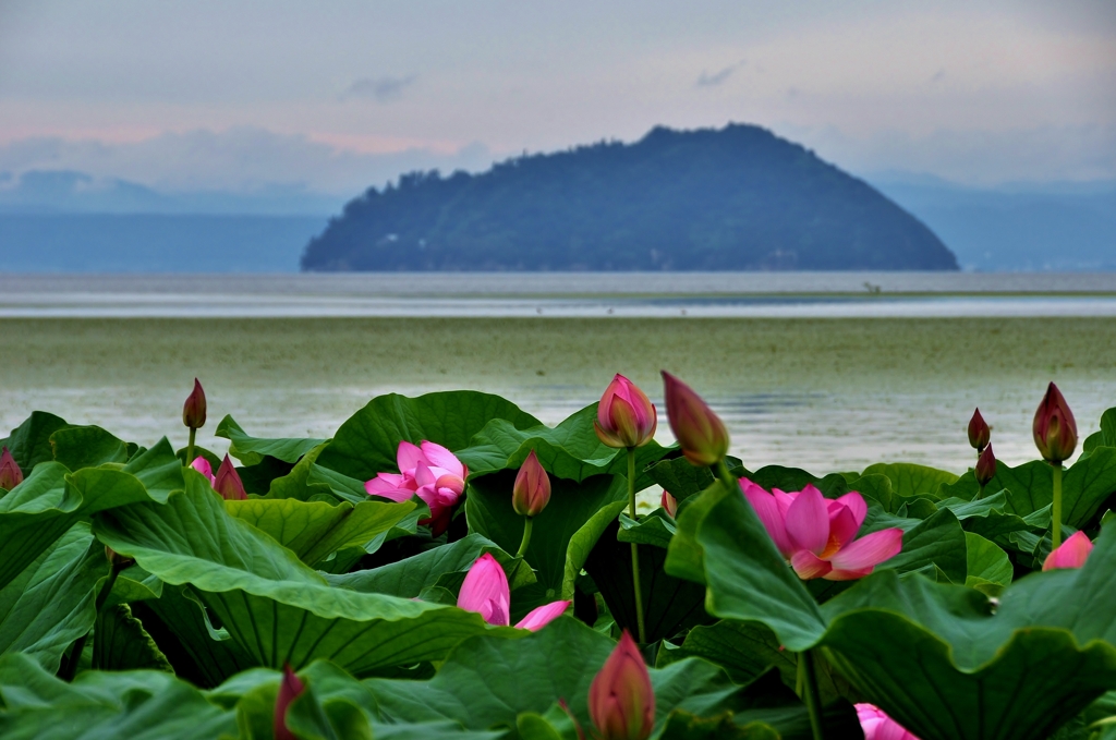 極楽浄土の花