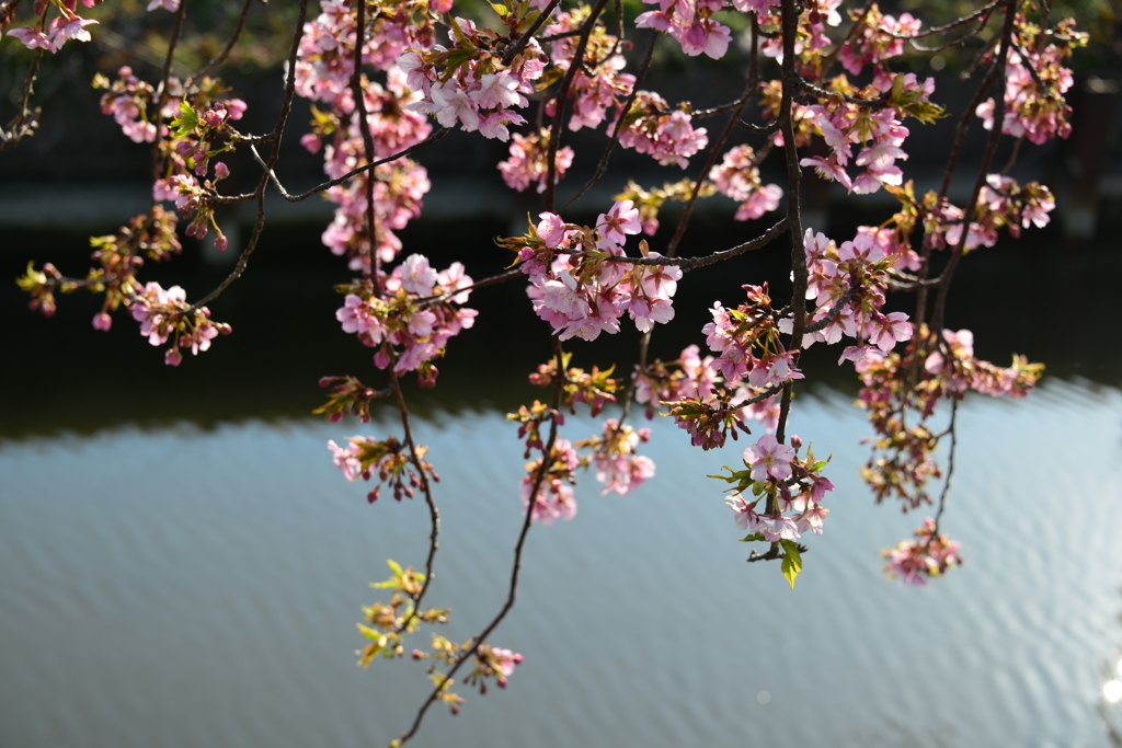 川辺の河津桜