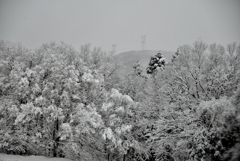 枯木立の雪花