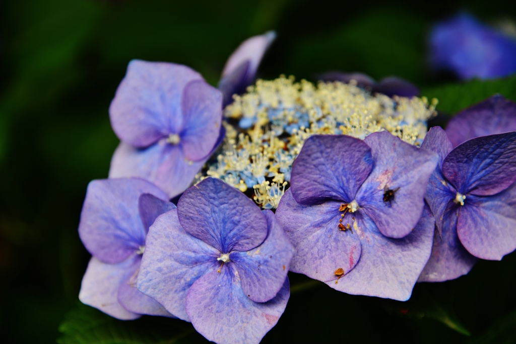 額紫陽花