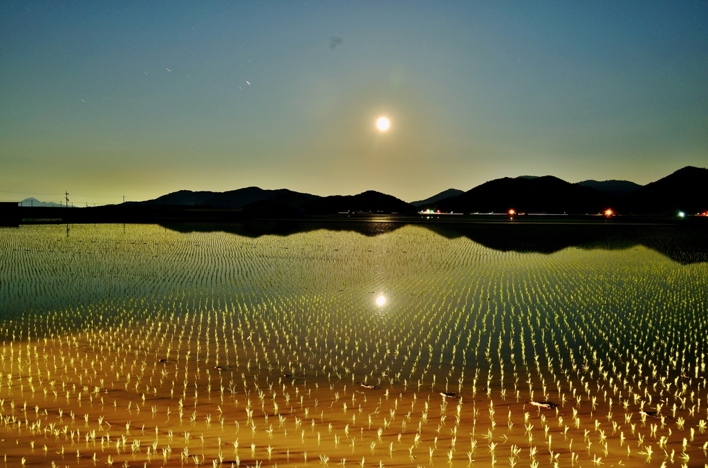 月夜の水田