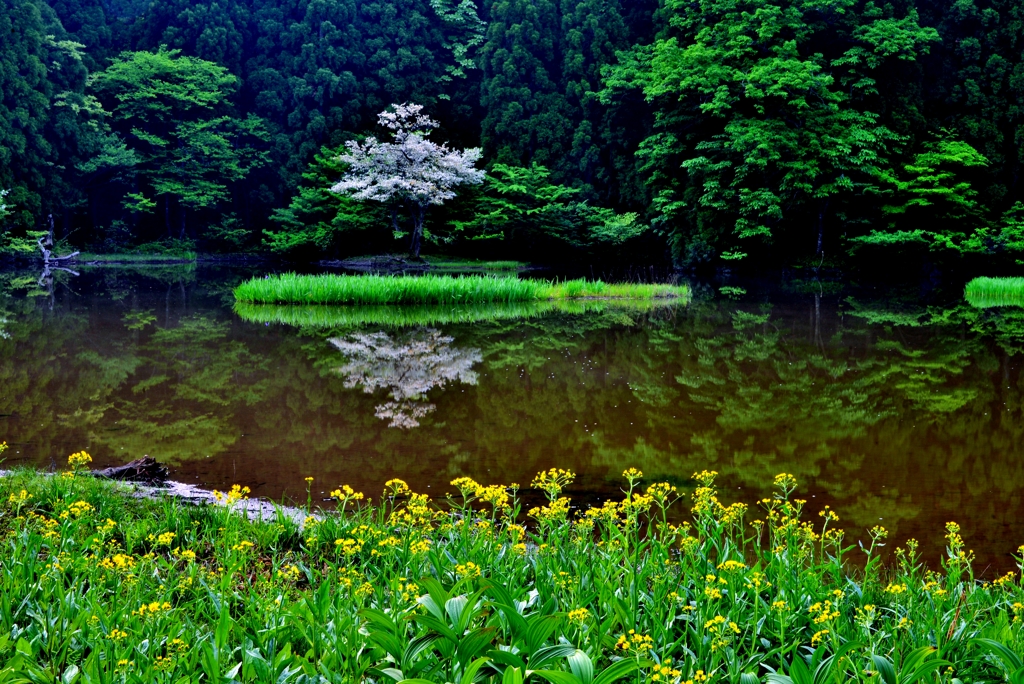 水辺の風景