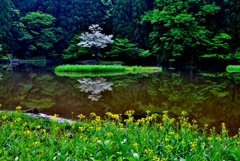 水辺の風景