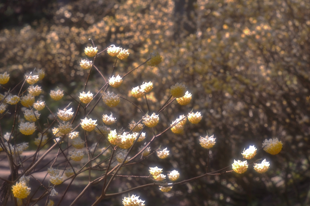 春告げ花