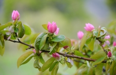 花梨