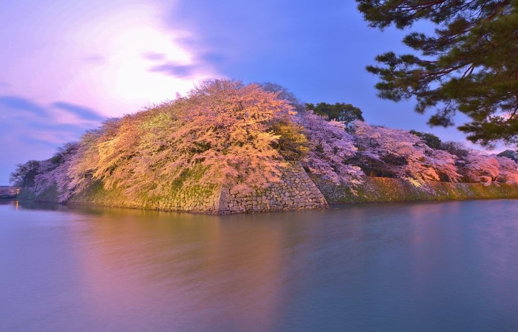 濠桜