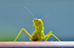 なまめかしいカマキリ