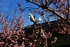 初御代桜に屋根鮎