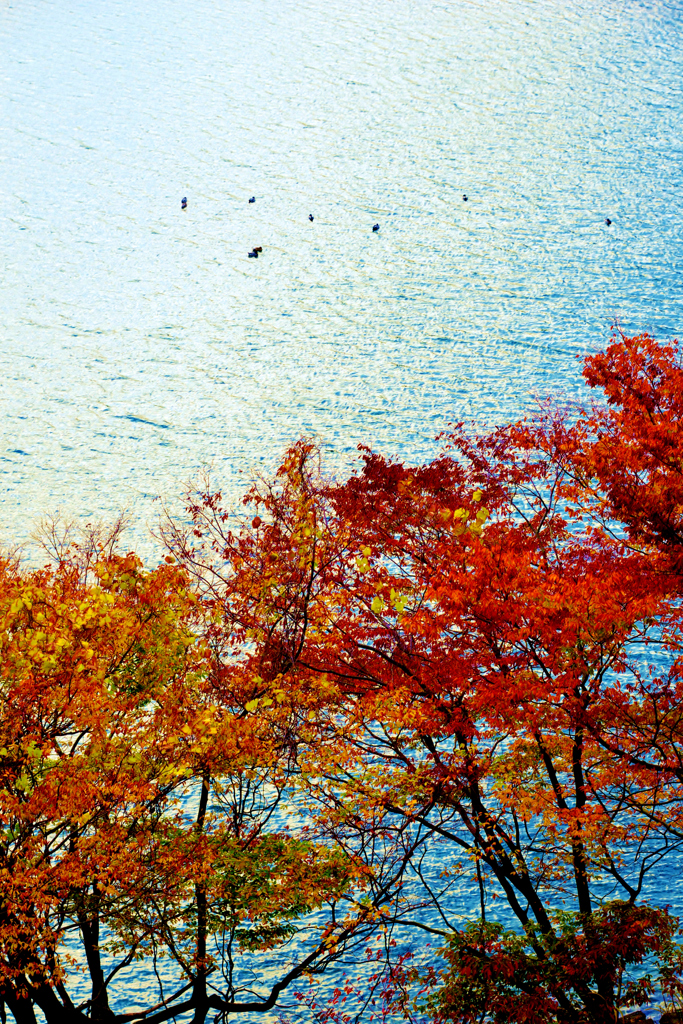 湖上の紅葉
