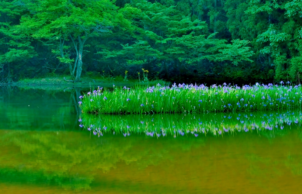 水辺の群生花