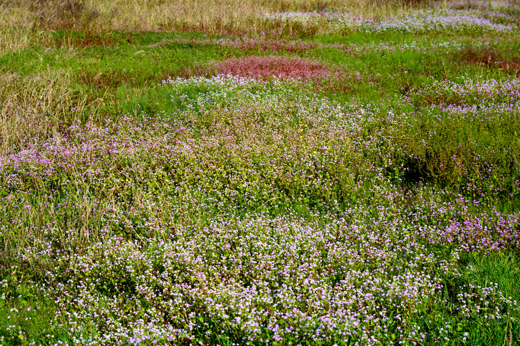 草原（くさはら）