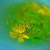 輝く花の「秘密」
