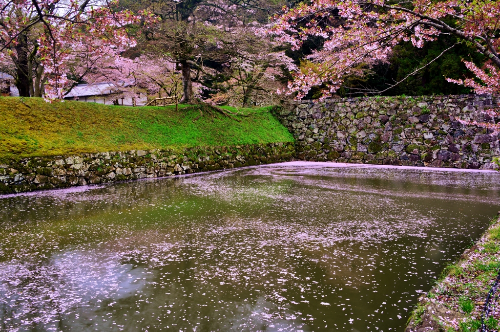 落下流れ花