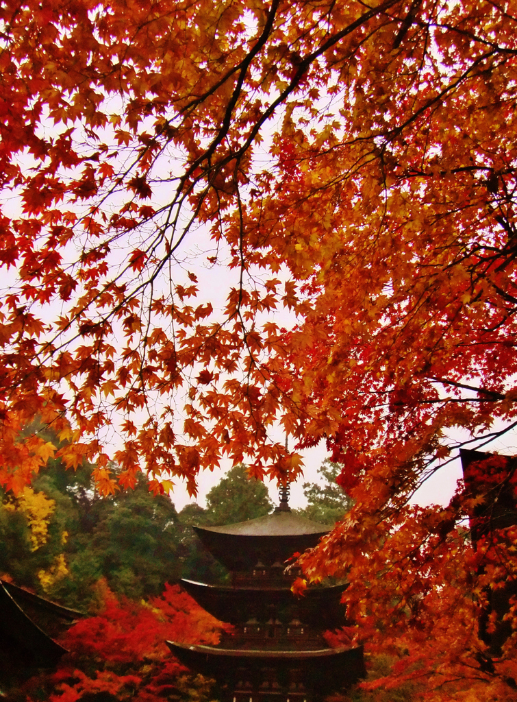 西明寺三重塔の紅葉