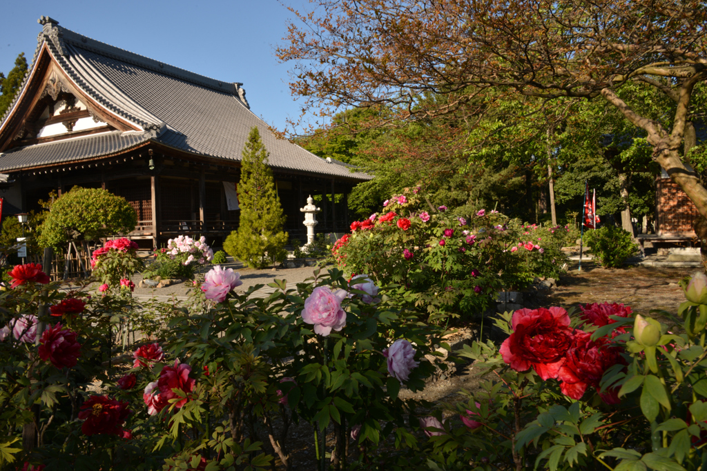 長浜・総持寺ぼたんの寺