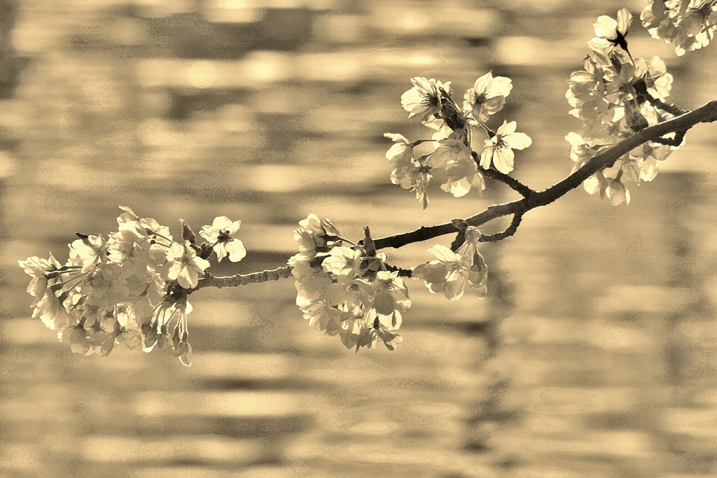 桜花春光