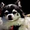 退屈犬