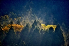 朝霧の樹彩