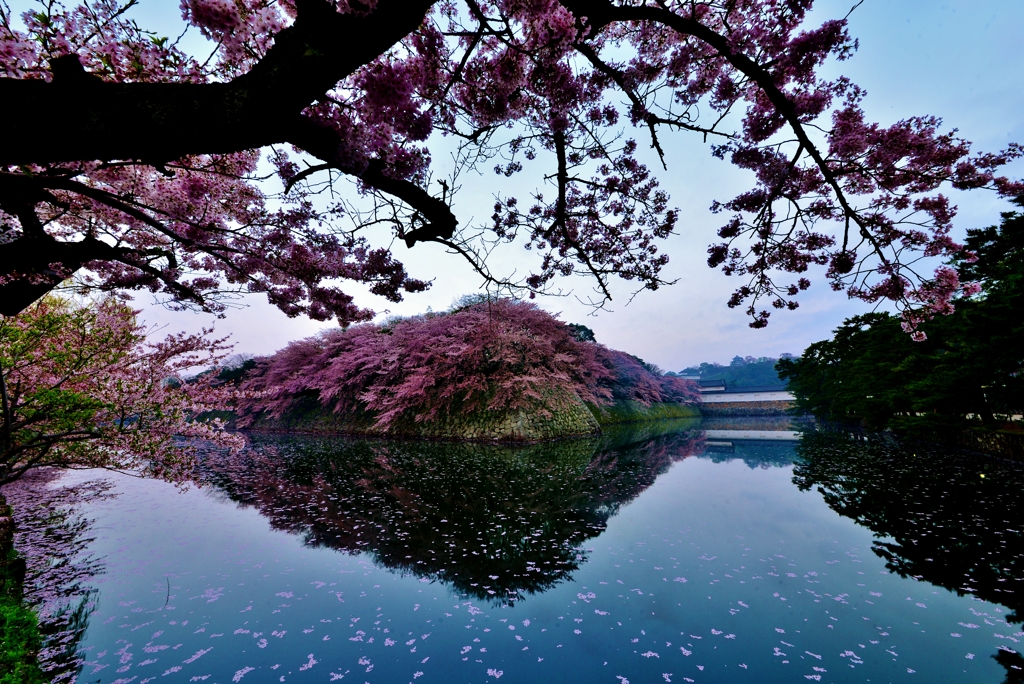 夜明け桜