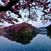 夜明け桜