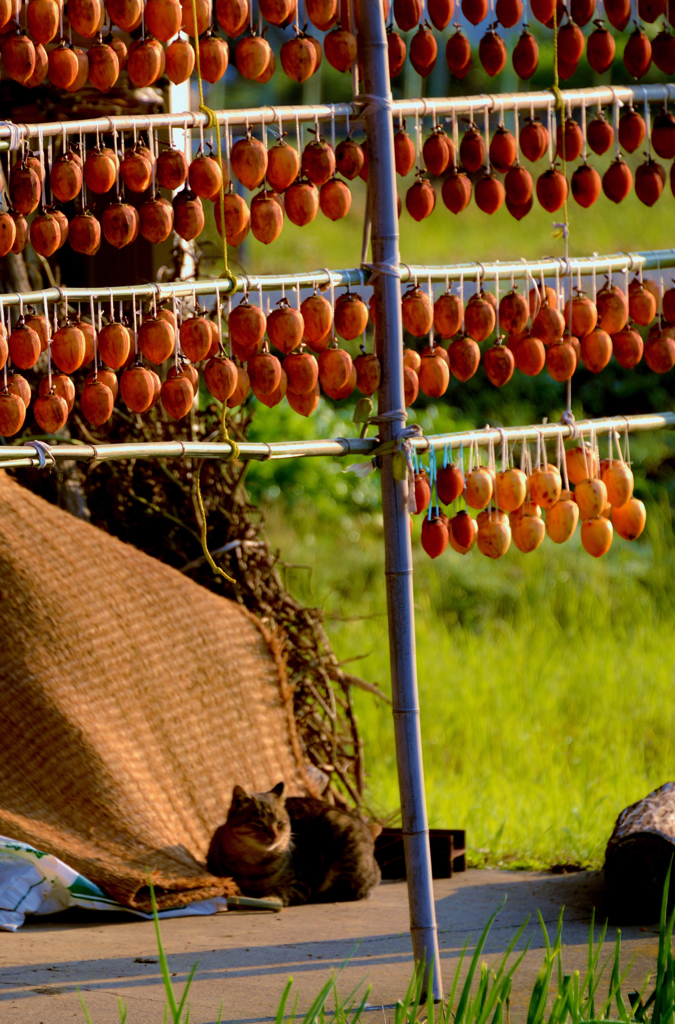 柿食えぬ猫