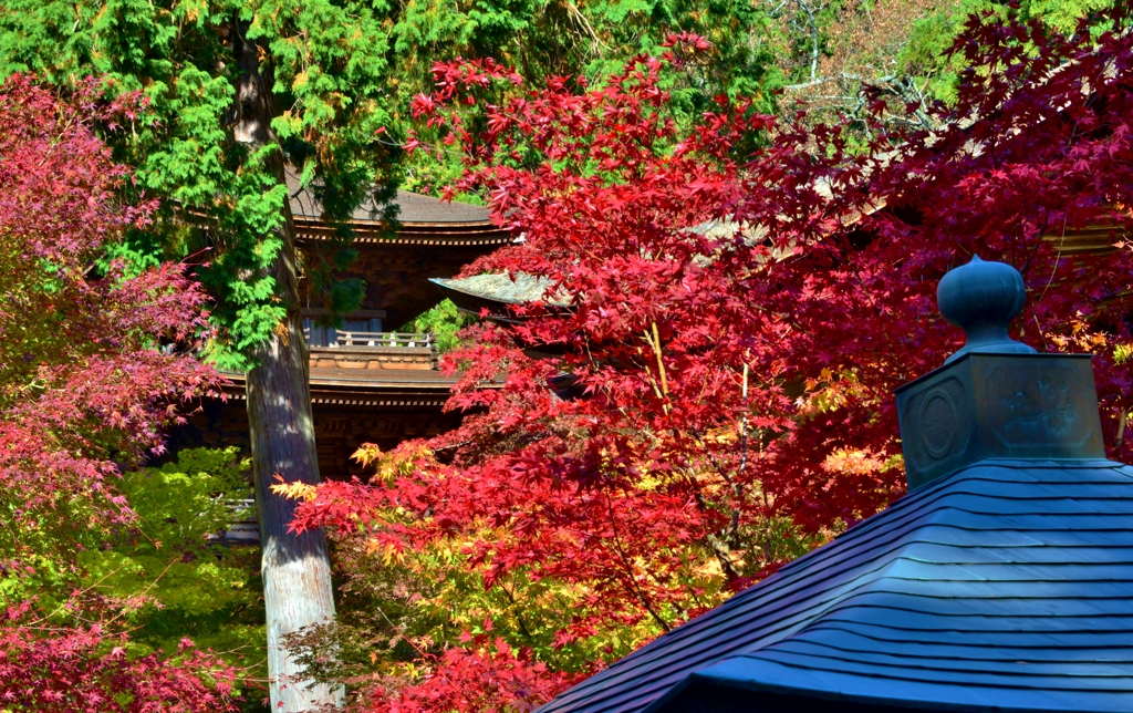 紅葉の待龍塔（金剛輪寺三重塔）