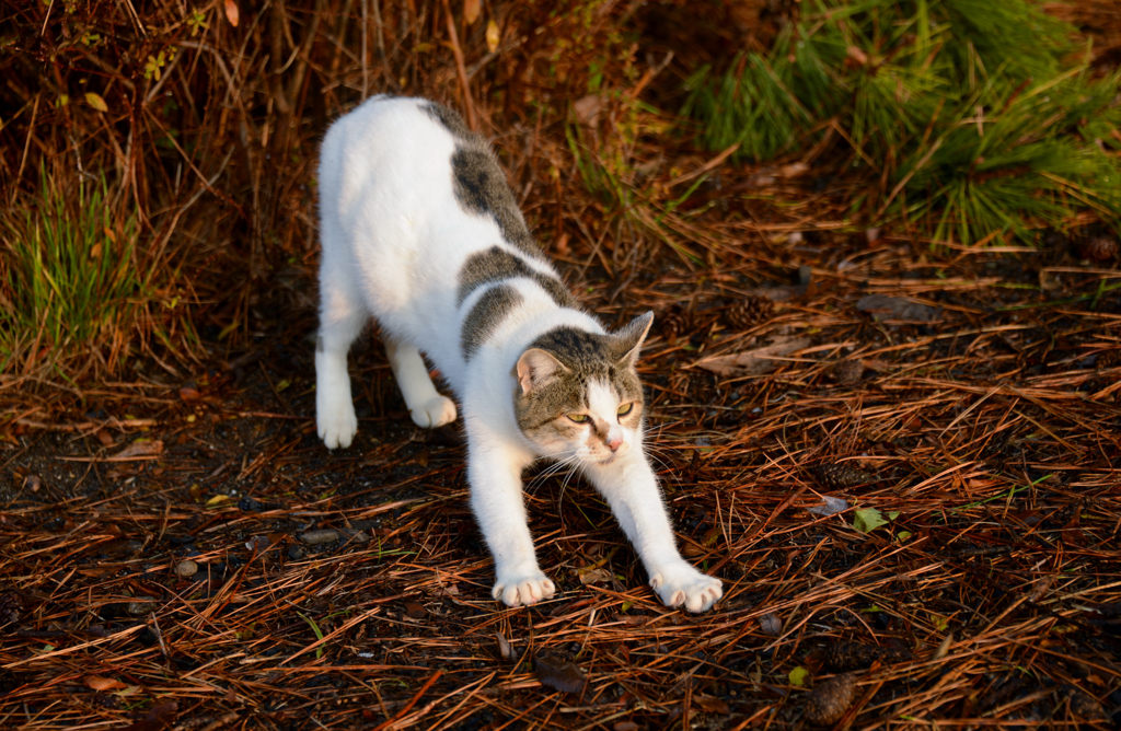 にゃんこの朝　5-5
