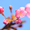 春を先取り