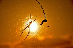 Sunset spider