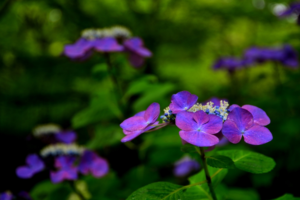 額紫陽花