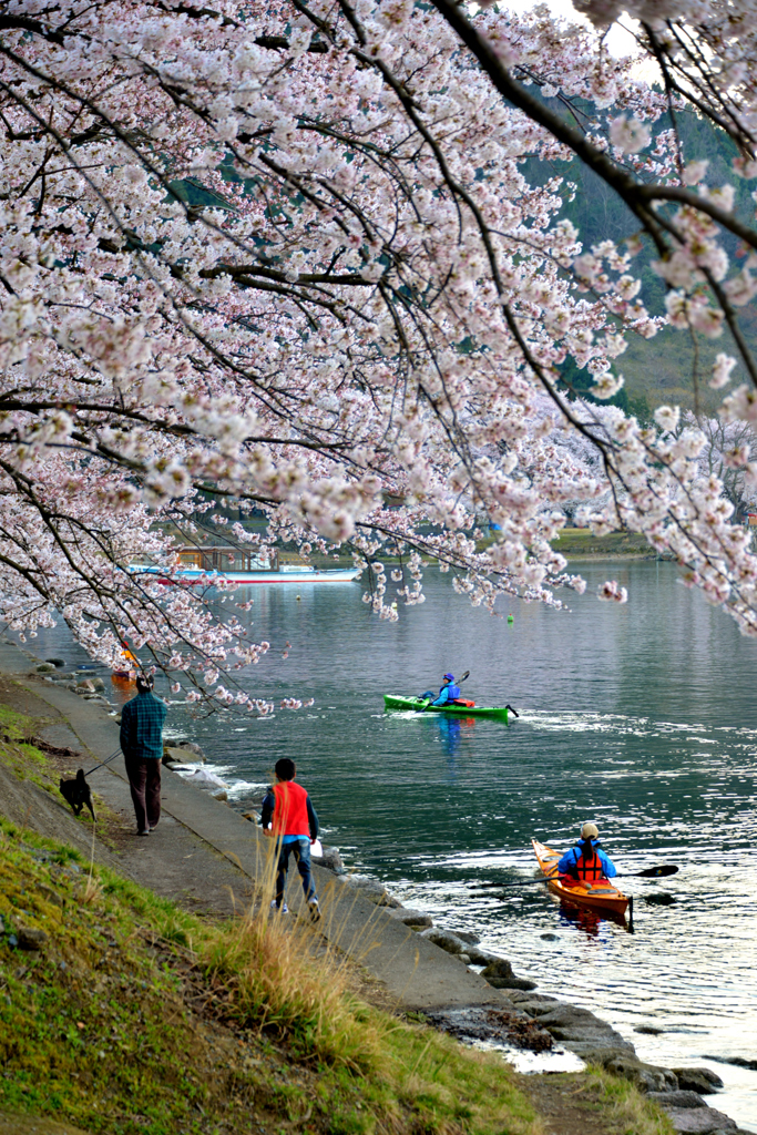 海津大崎の桜 (3)