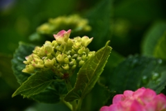 我が家の花　紫陽花　Ⅱ