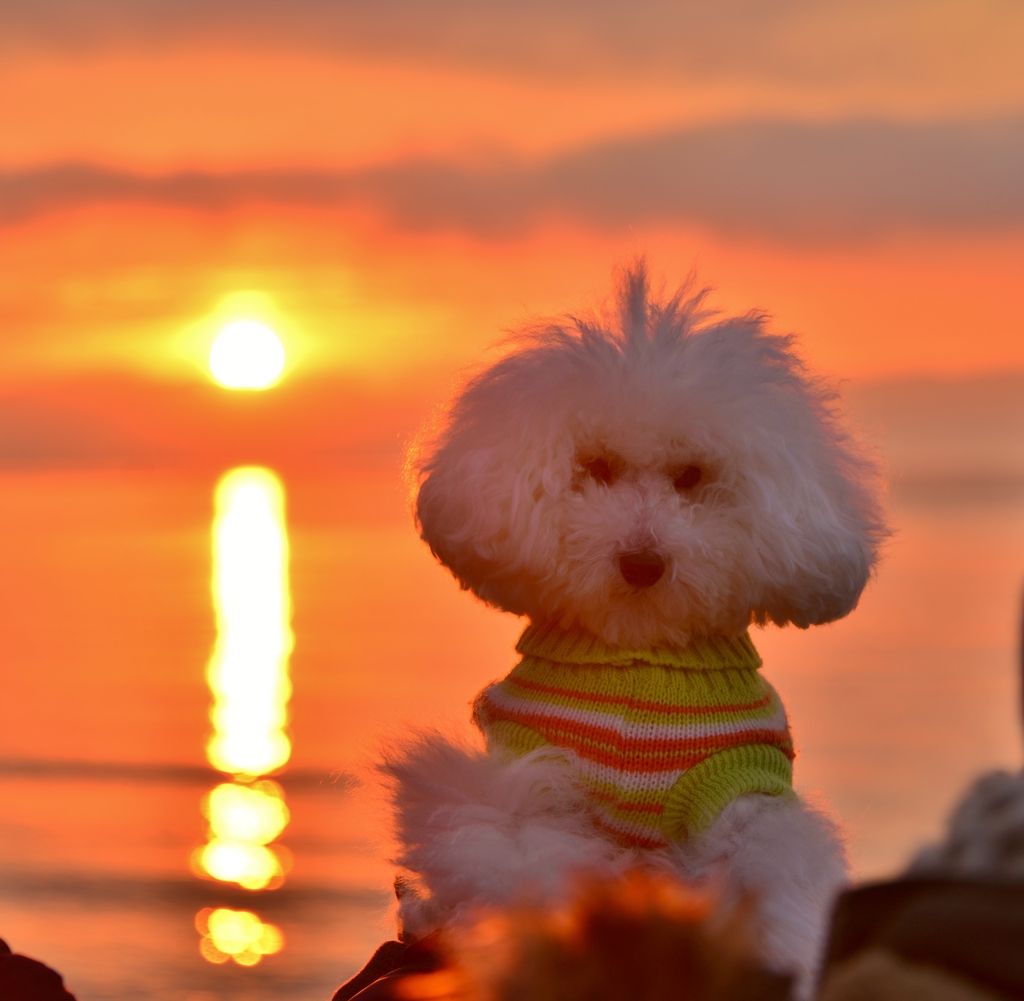 morning sun