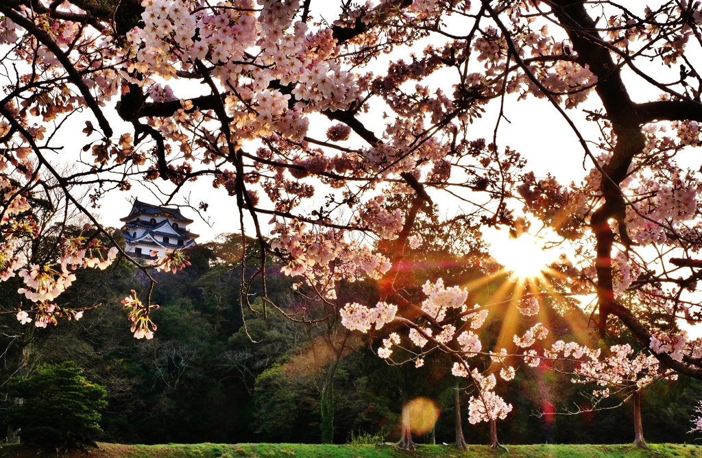 花朝日