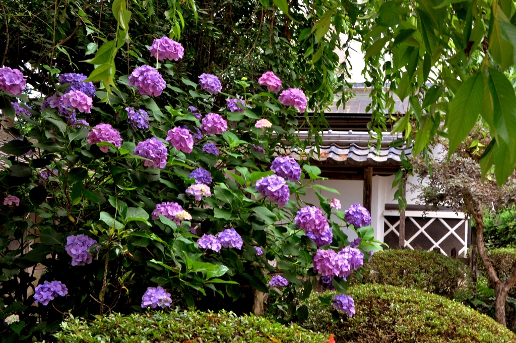 長命寺あじさい寸景