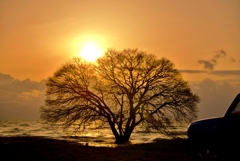 Evening tree