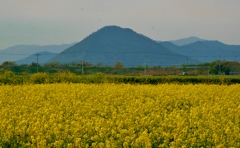 山本山と菜の花畑