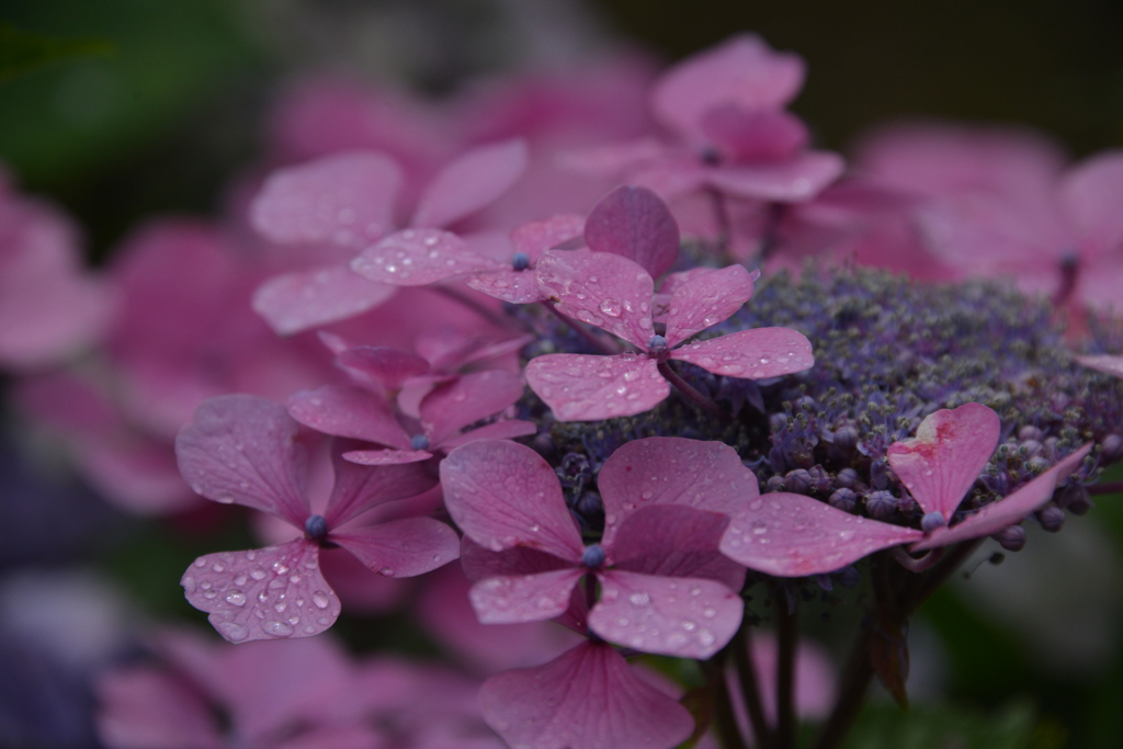 梅雨花