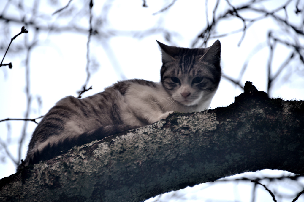 木に登る猫　　3－3